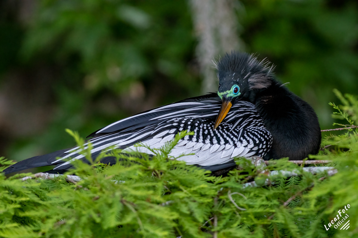 Anhinga