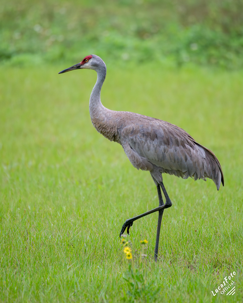 Sandhill Crane