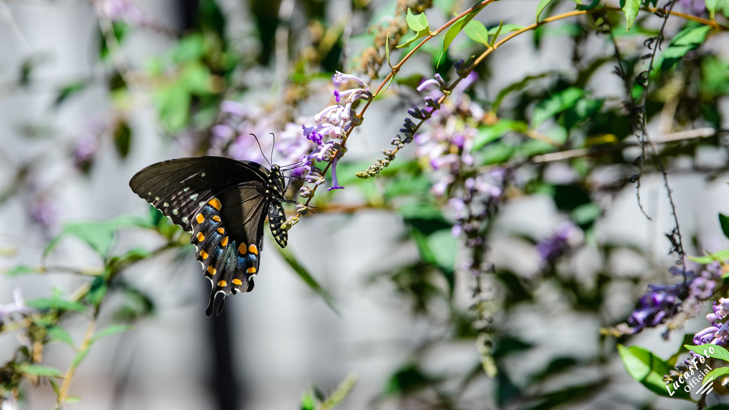 Black swallowtail