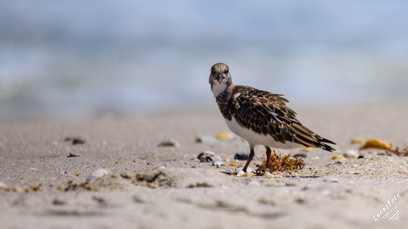Ruddy Turnstone