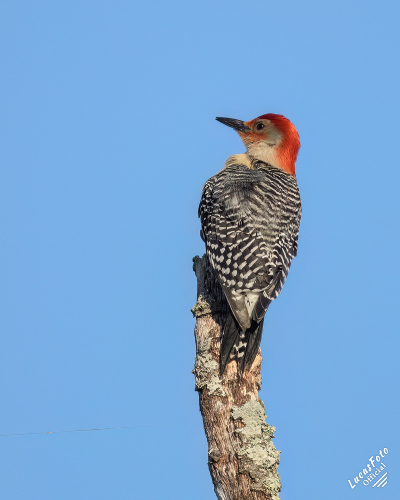 Red-bellied Woodpecker