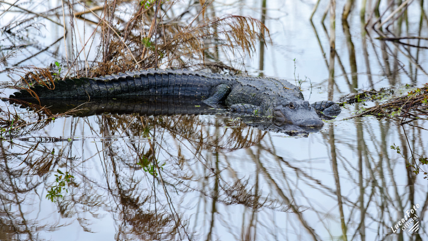 Alligator