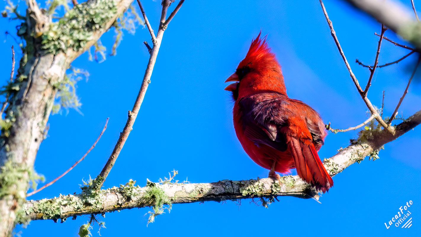 Northern Cardinal