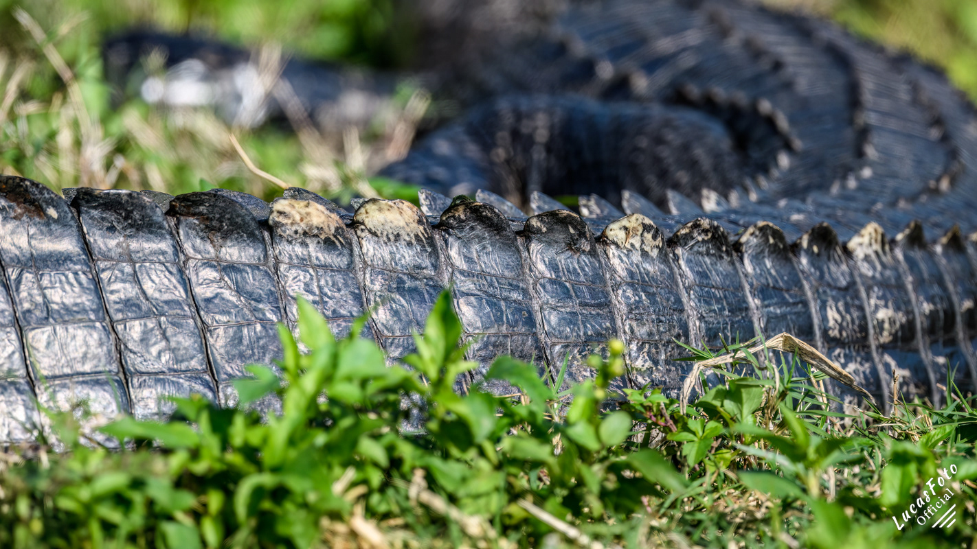 Alligator