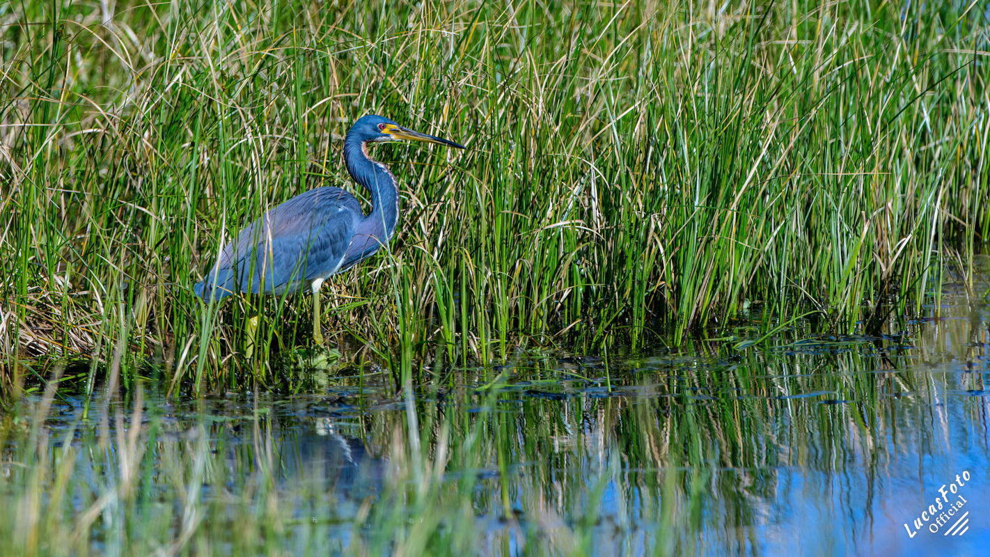 Tricolored Heron