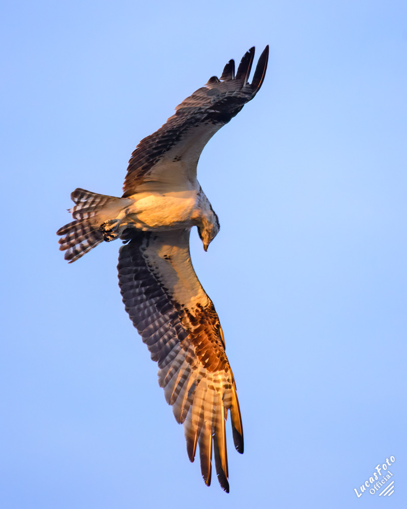 Osprey