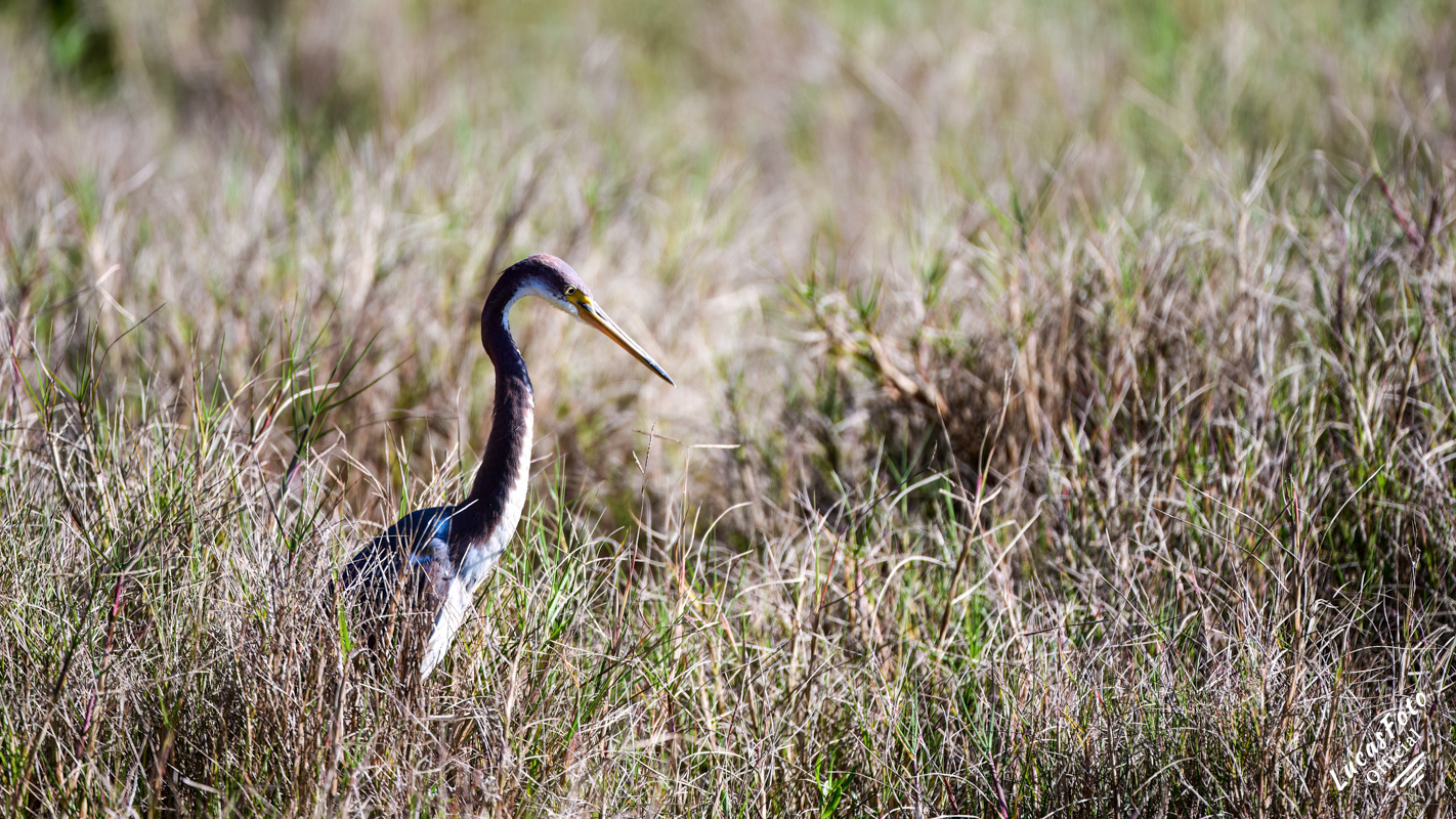 Tricolored Heron