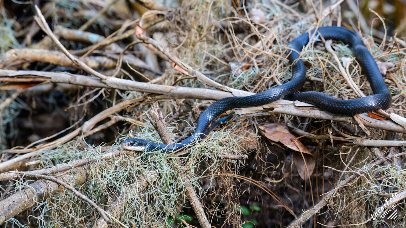 Black Racer