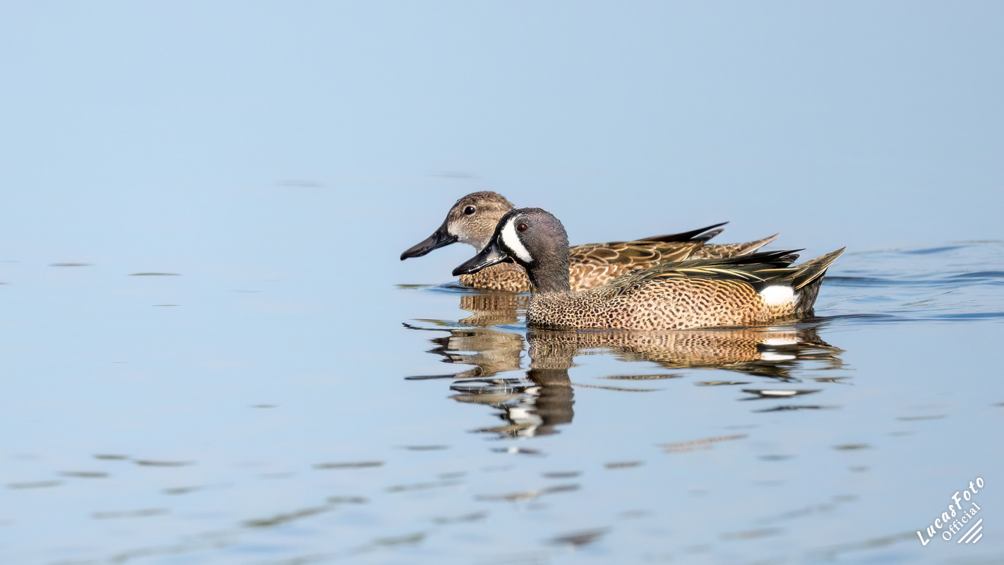 Blue-winged Teal