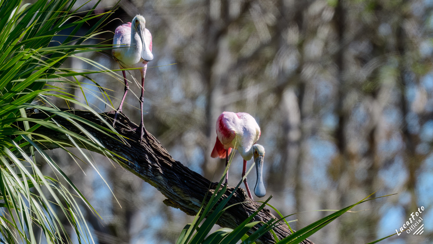 Roseate Spoonbill