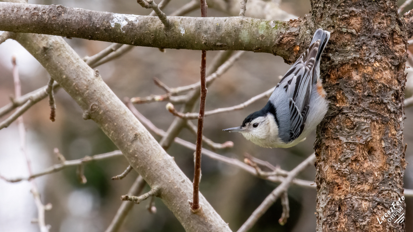 White-breasted Nuthatch
