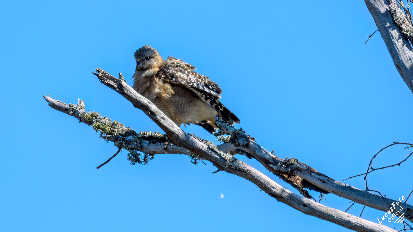 Red-shouldered Hawk
