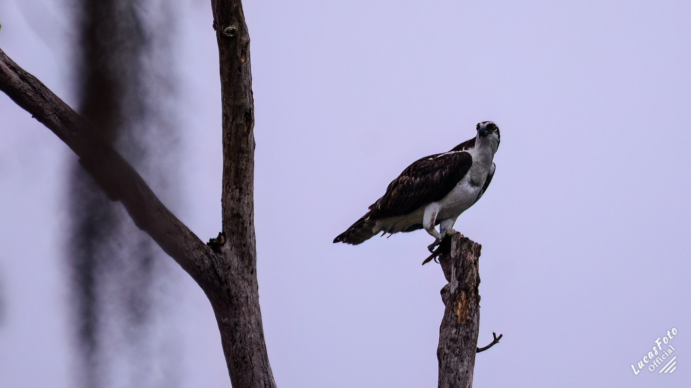 Osprey