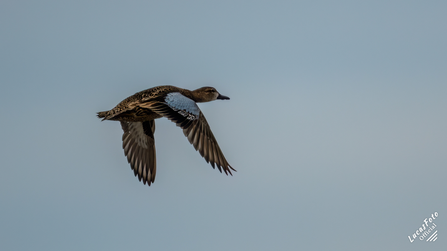 Blue-winged Teal