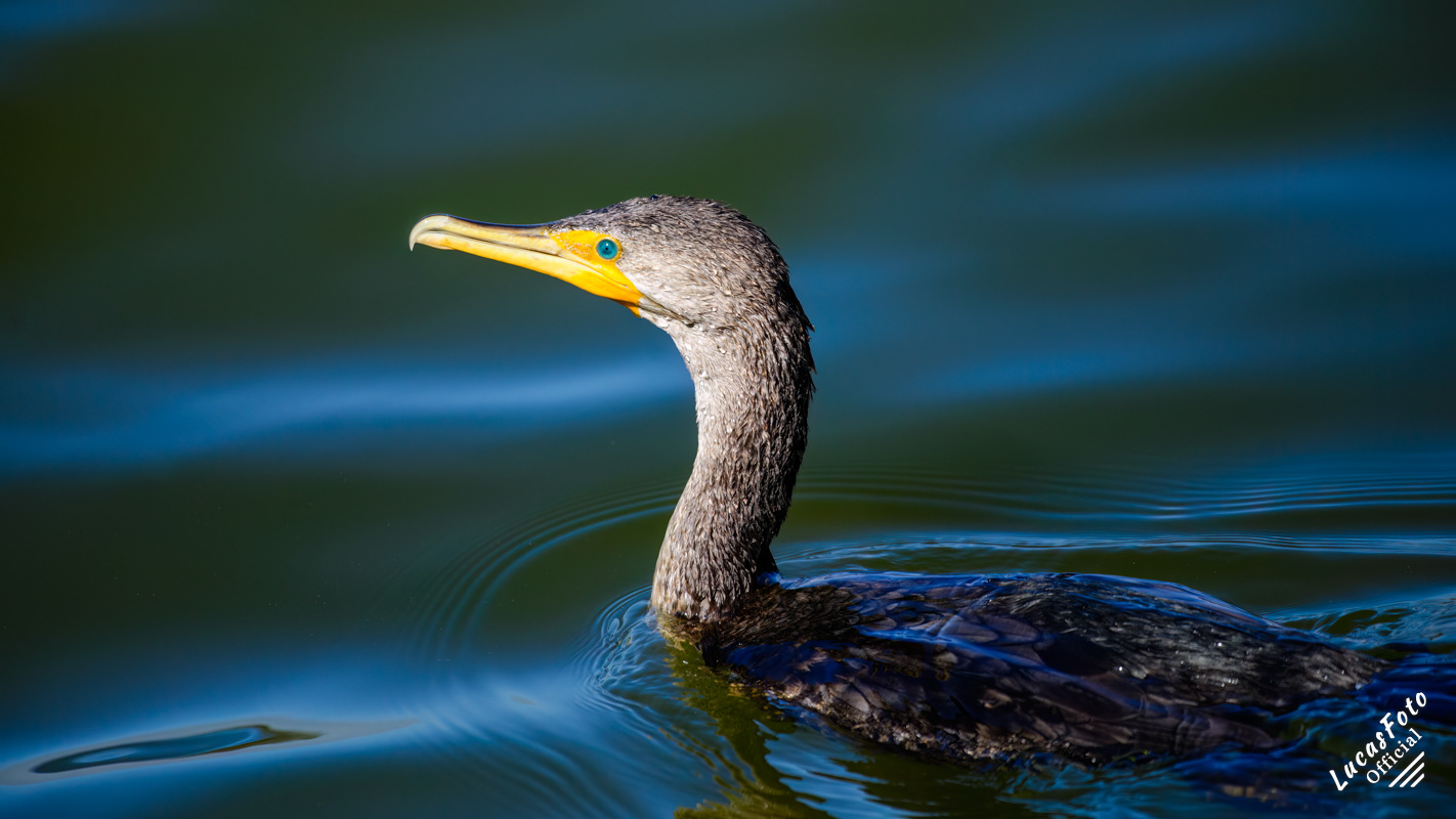 Double-crested Cormorant