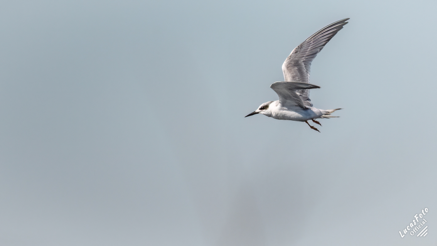 Forster's Tern