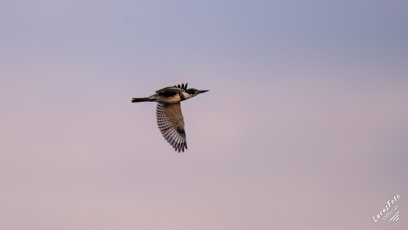 Belted Kingfisher
