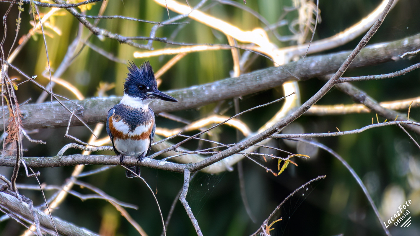Belted Kingfisher
