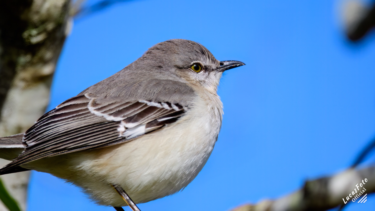 Northern Mockingbird