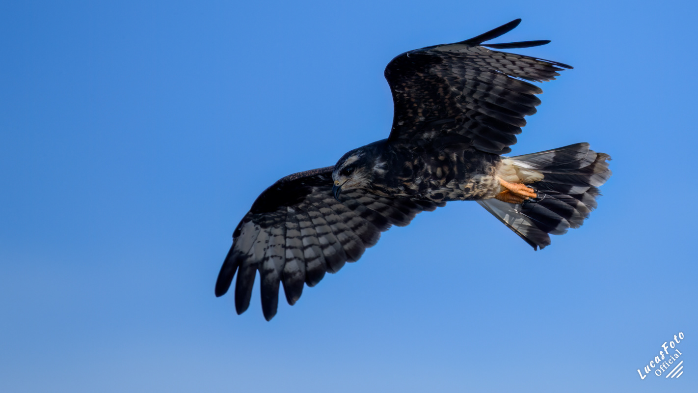 Snail Kite
