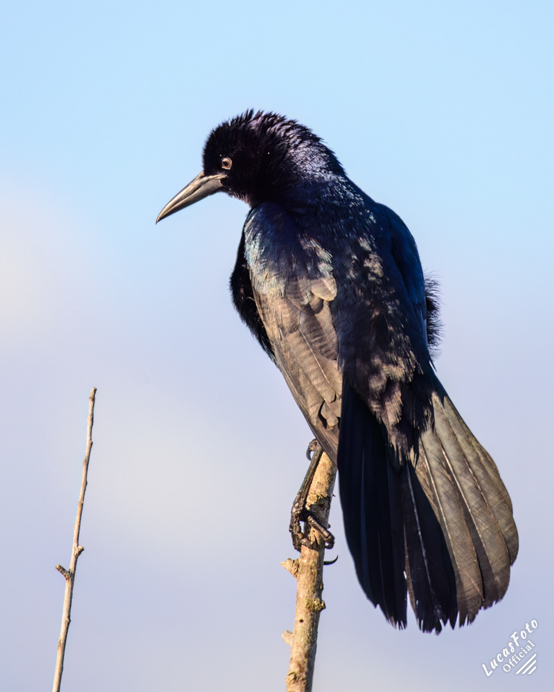 Boat-tailed Grackle