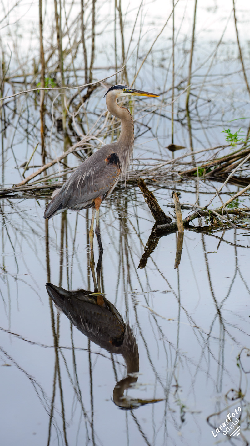 Great Blue Heron