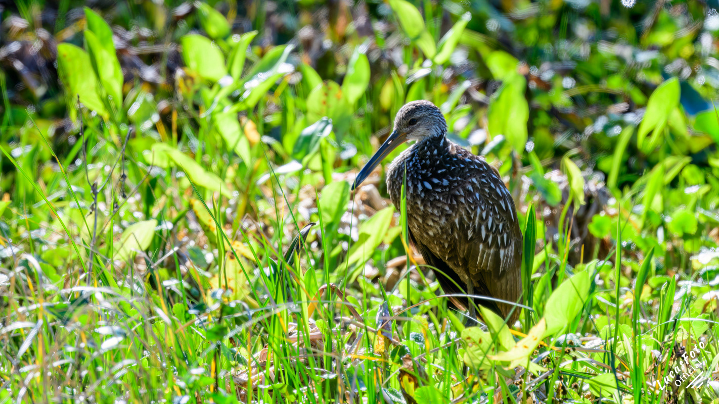 Limpkin