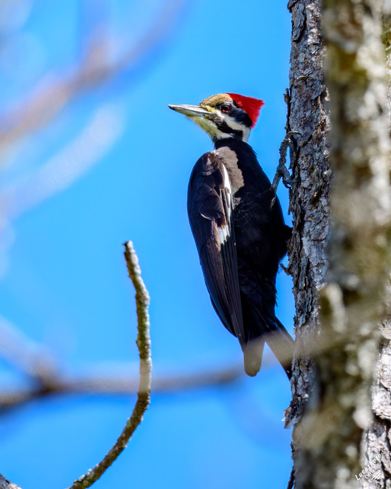 Pileated Woodpecker