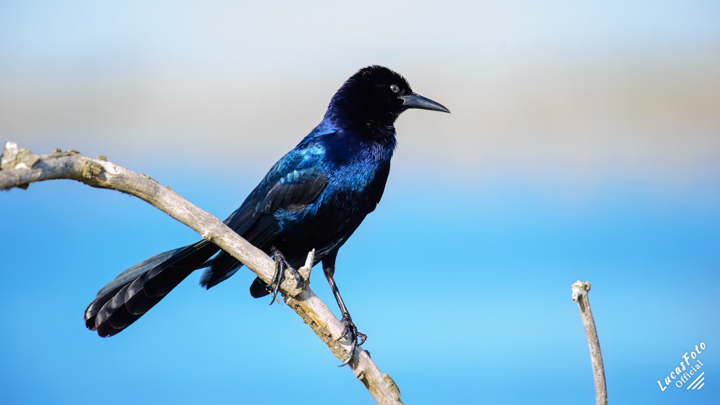 Boat-tailed Grackle