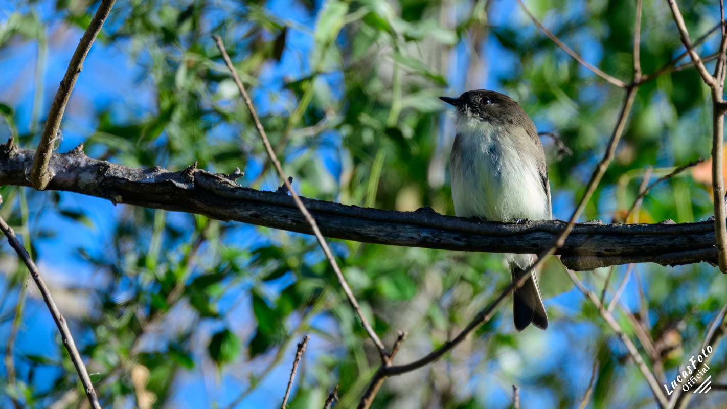 Eastern Phoebe