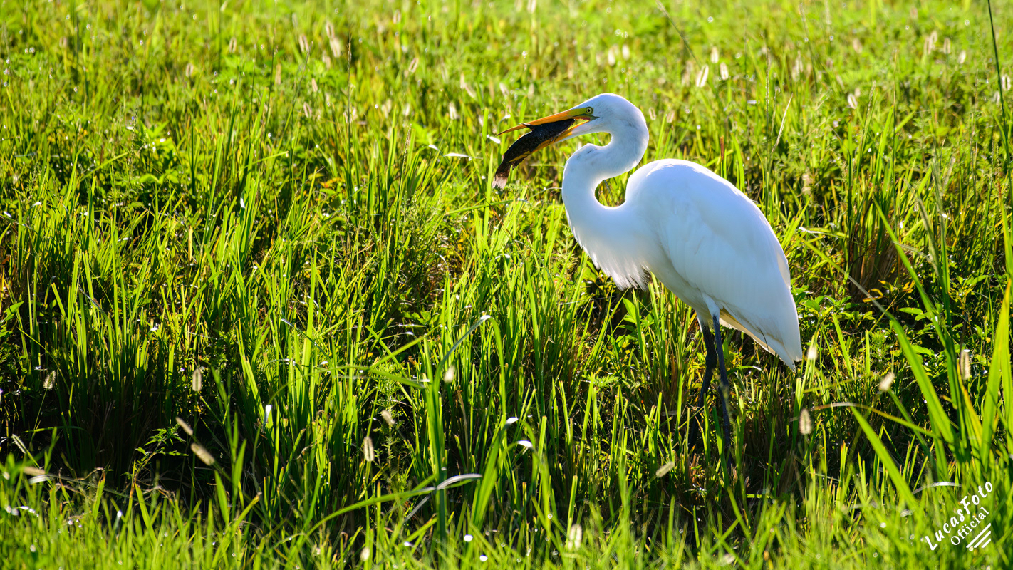 Great Egret