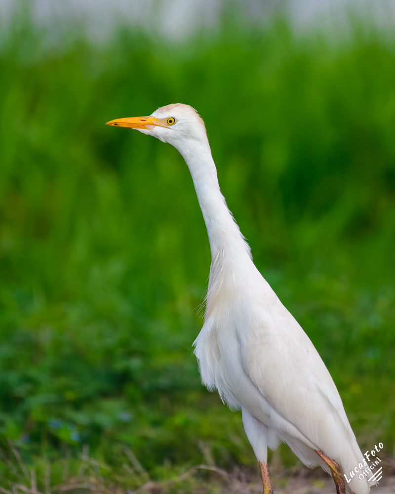 Cattle Egret