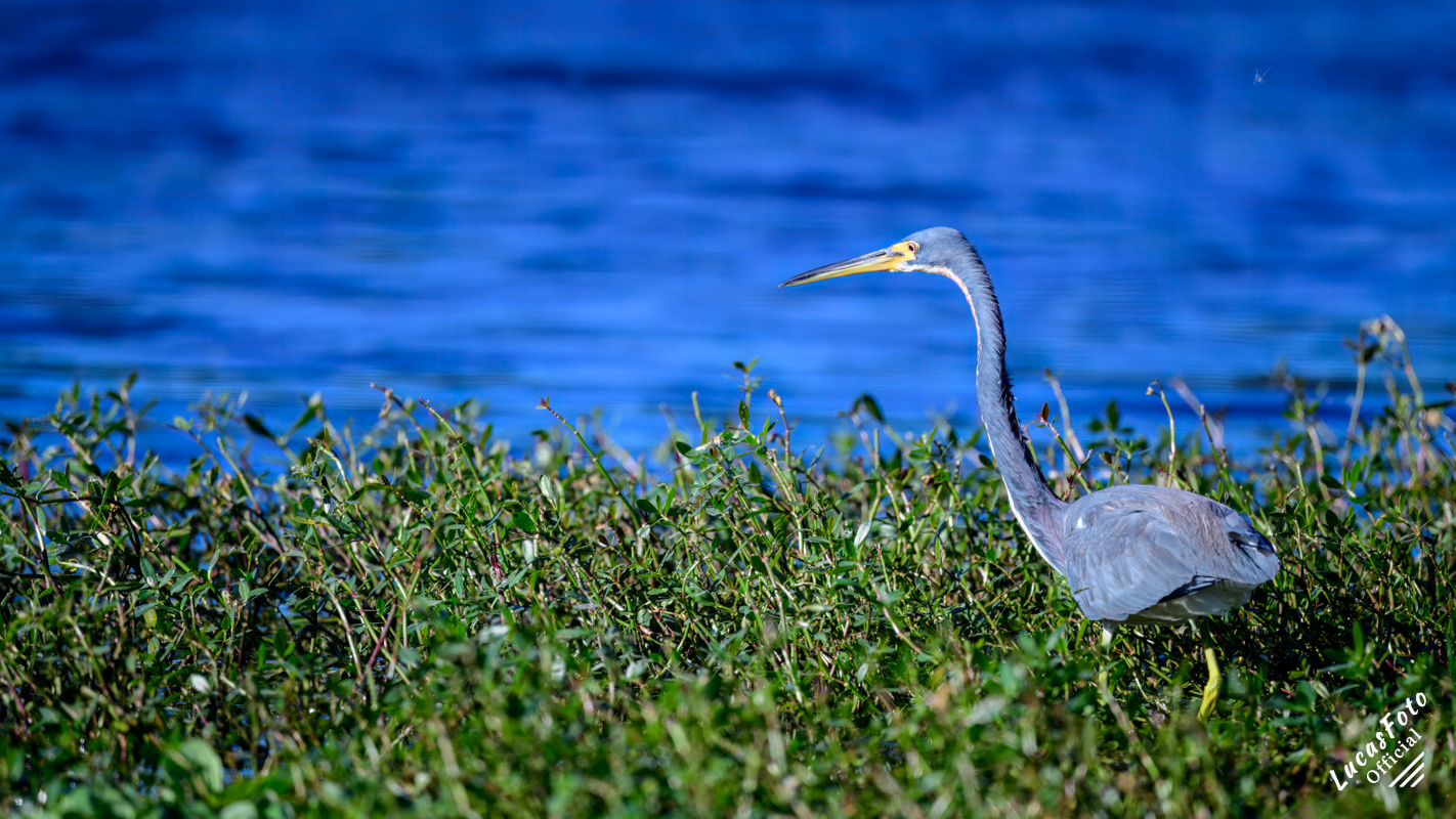 Tricolored Heron