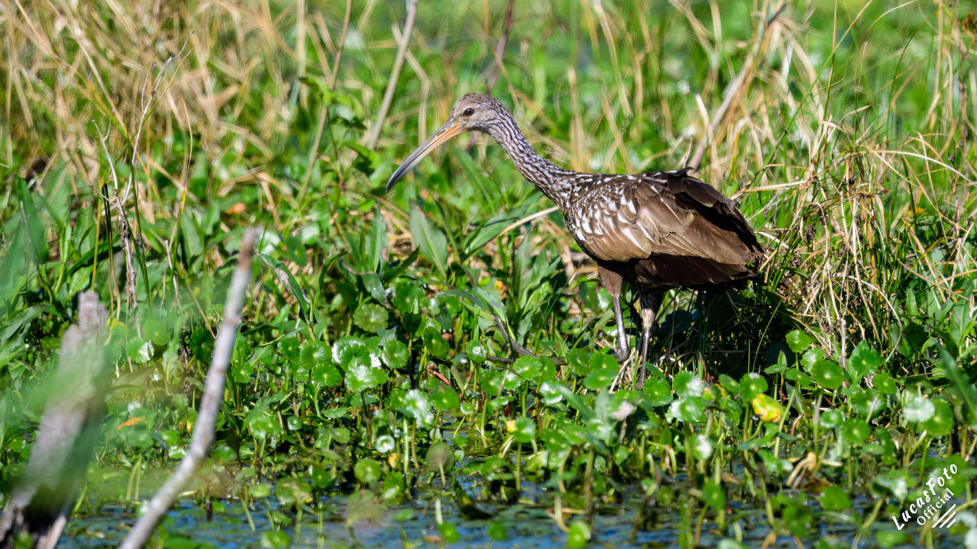 Limpkin