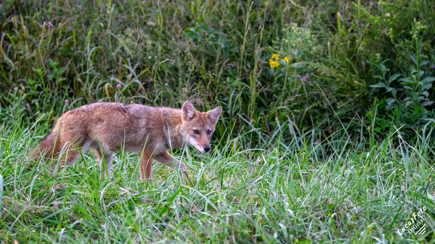Coyote