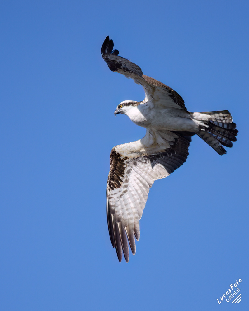 Osprey