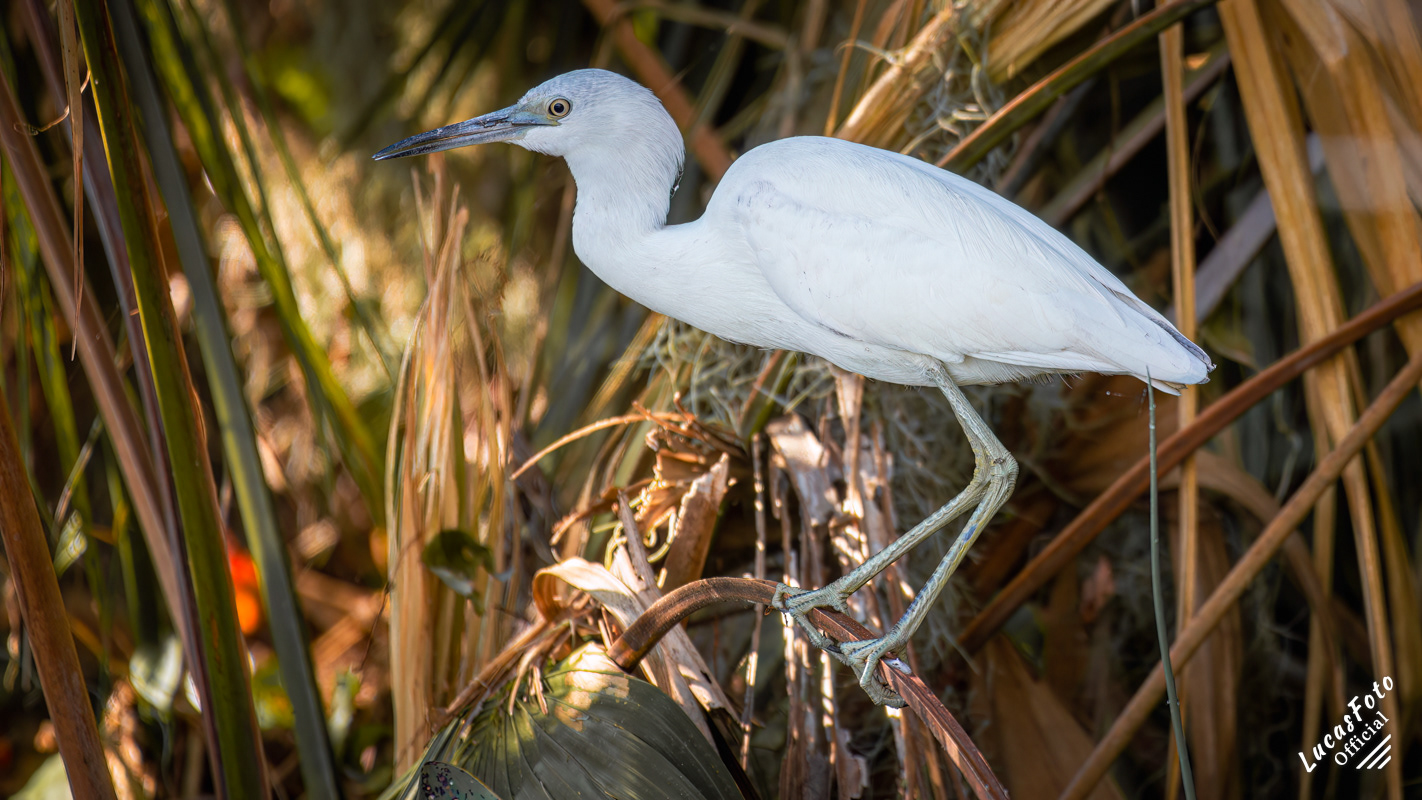 Juvenile Little Blue Heron