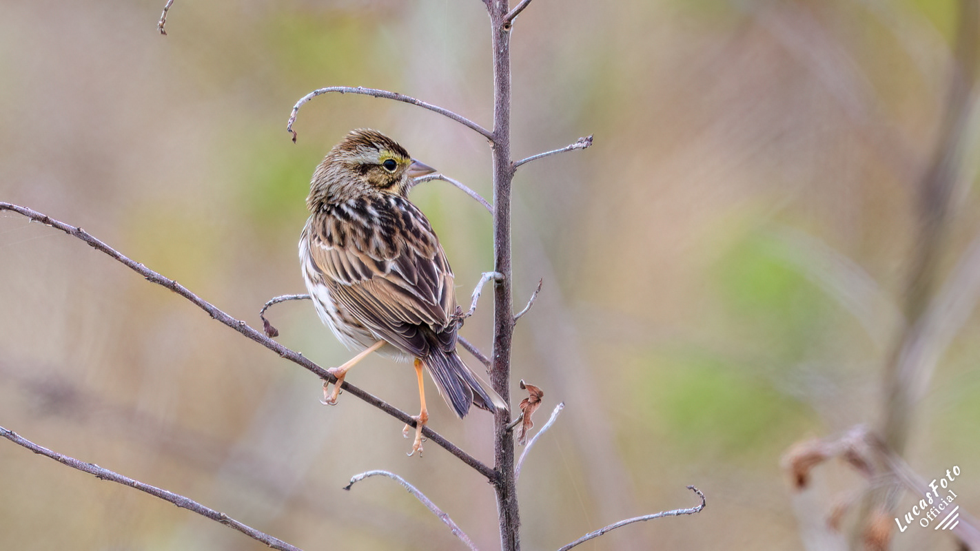 Savannah Sparrow