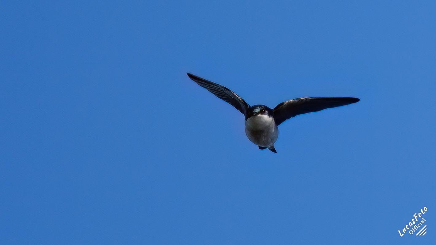Tree Swallow