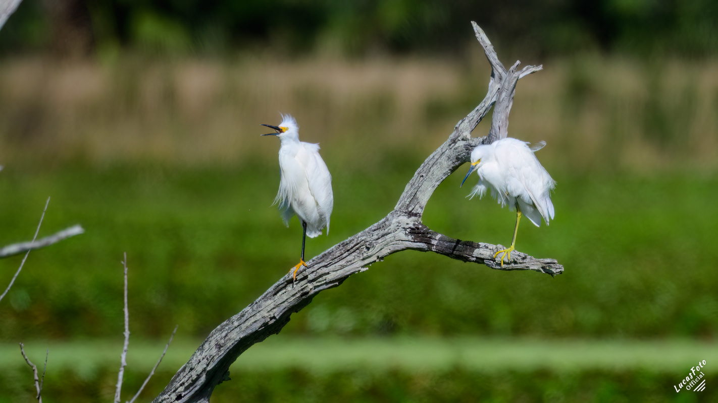 Snowy Egret