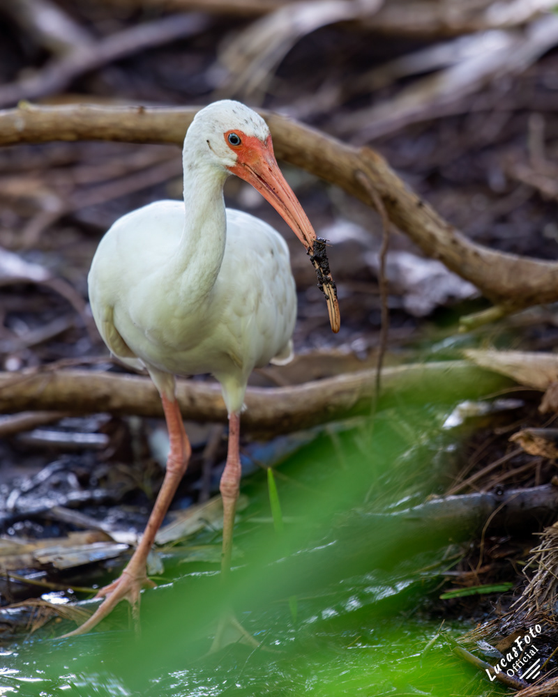 White Ibis
