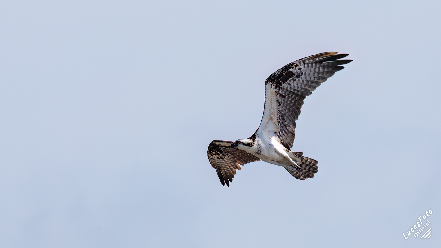 Osprey