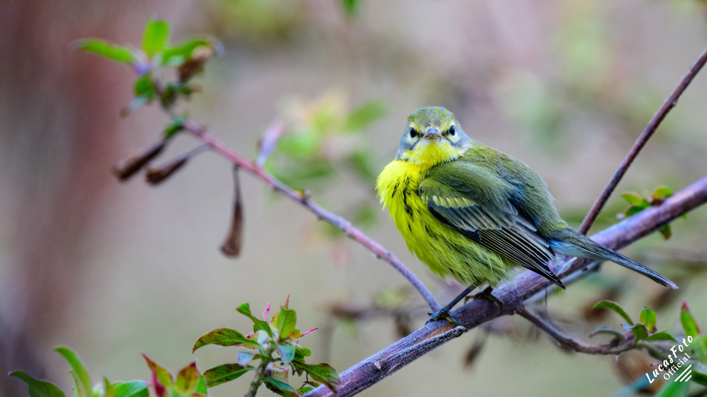 Prairie Warbler
