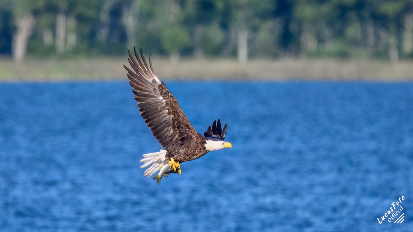 Bald Eagle