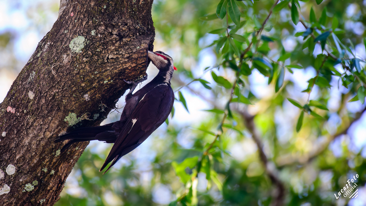 Pileated Woodpecker