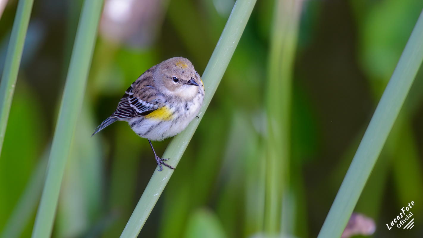 Yellow-rumped Warbler