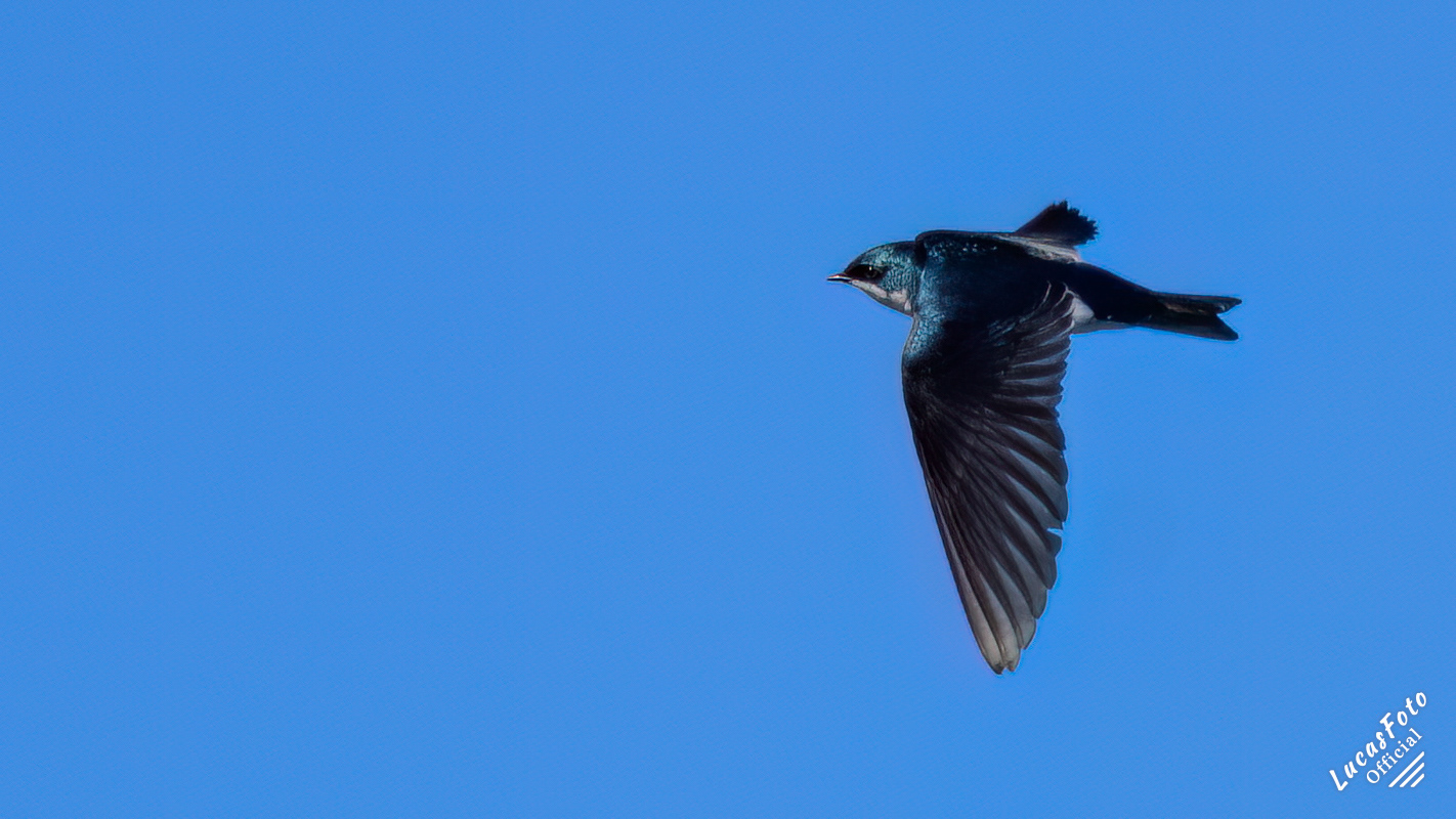 Tree Swallow