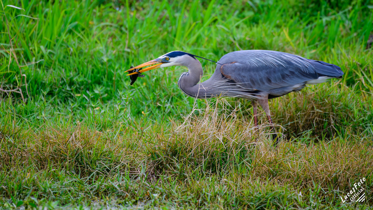 Great Blue Heron