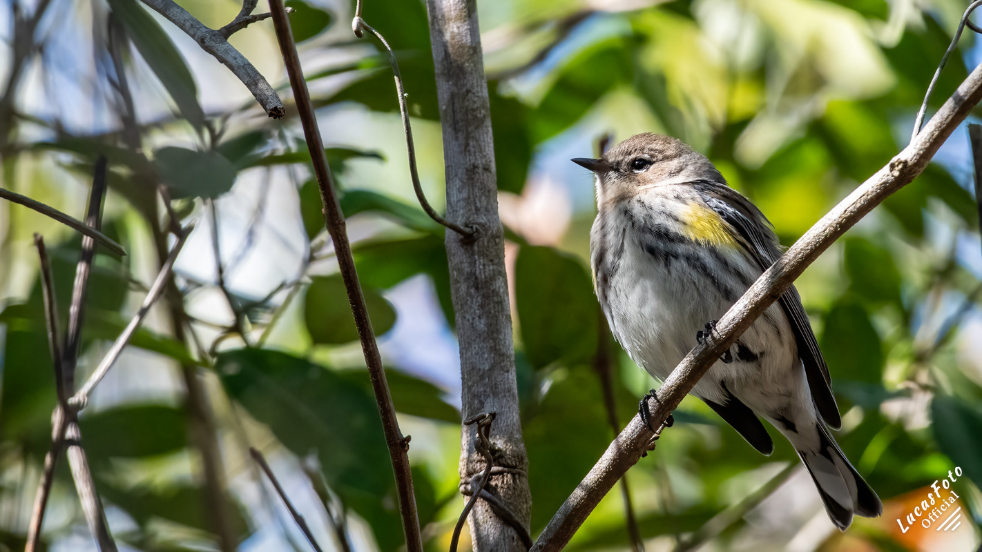 Yellow-rumped Warbler