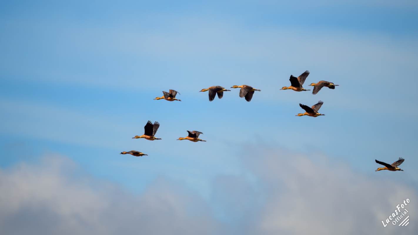 Fulvous Whistling-Duck